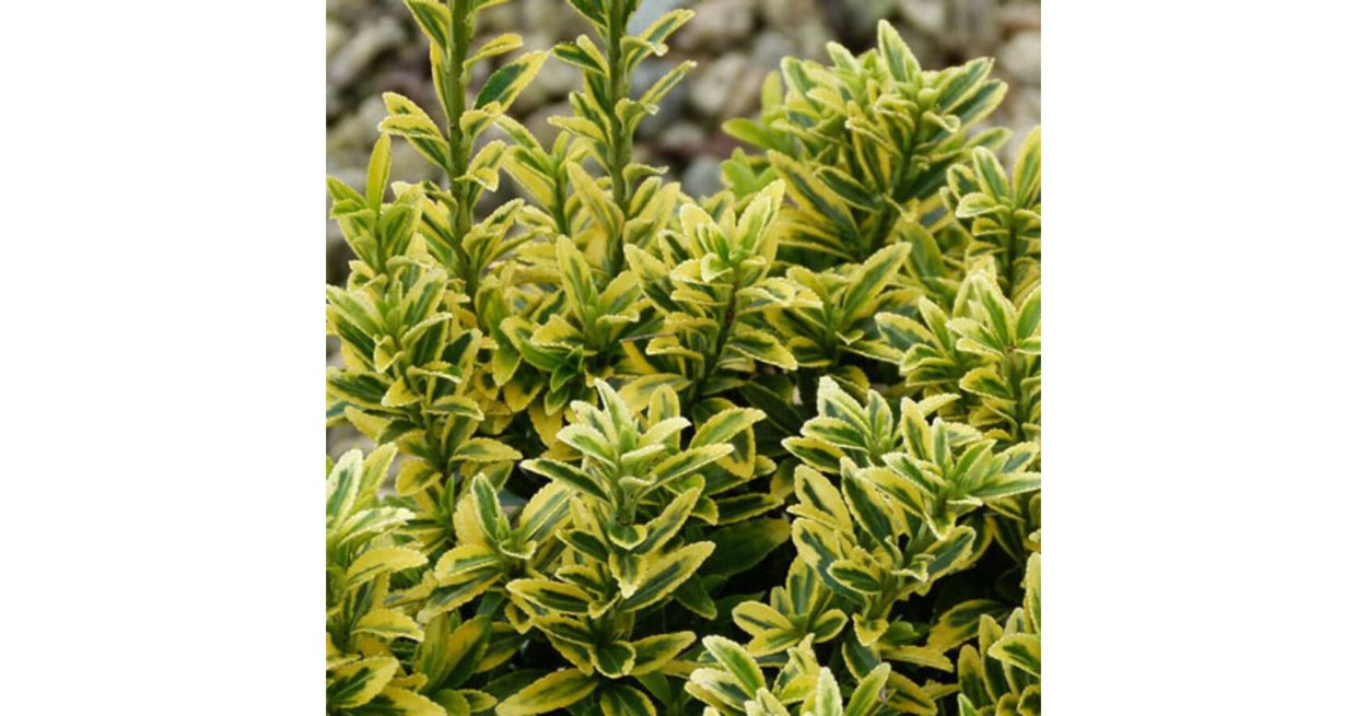 Бересклет Гринспайр