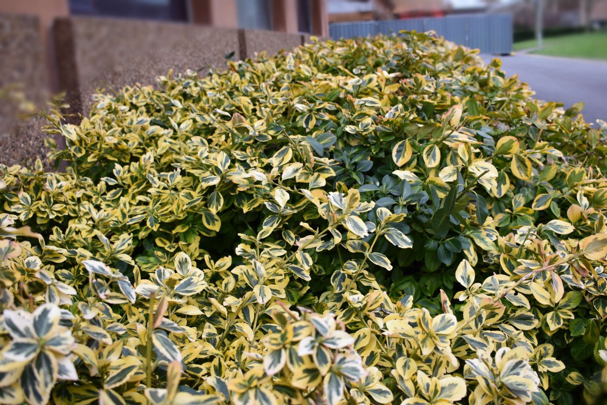 Бересклет японский Микрофиллус Ауреовариегатус