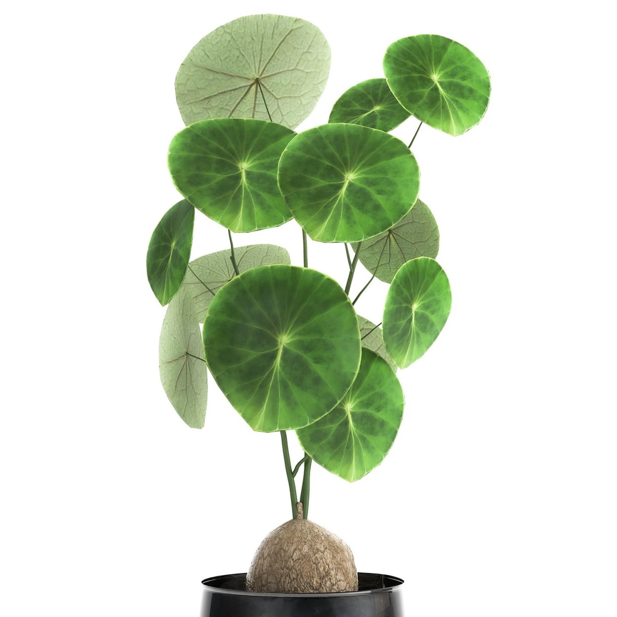 Стефания растение