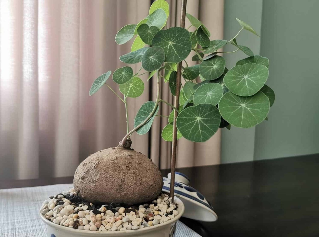 Stephania yunnanensis