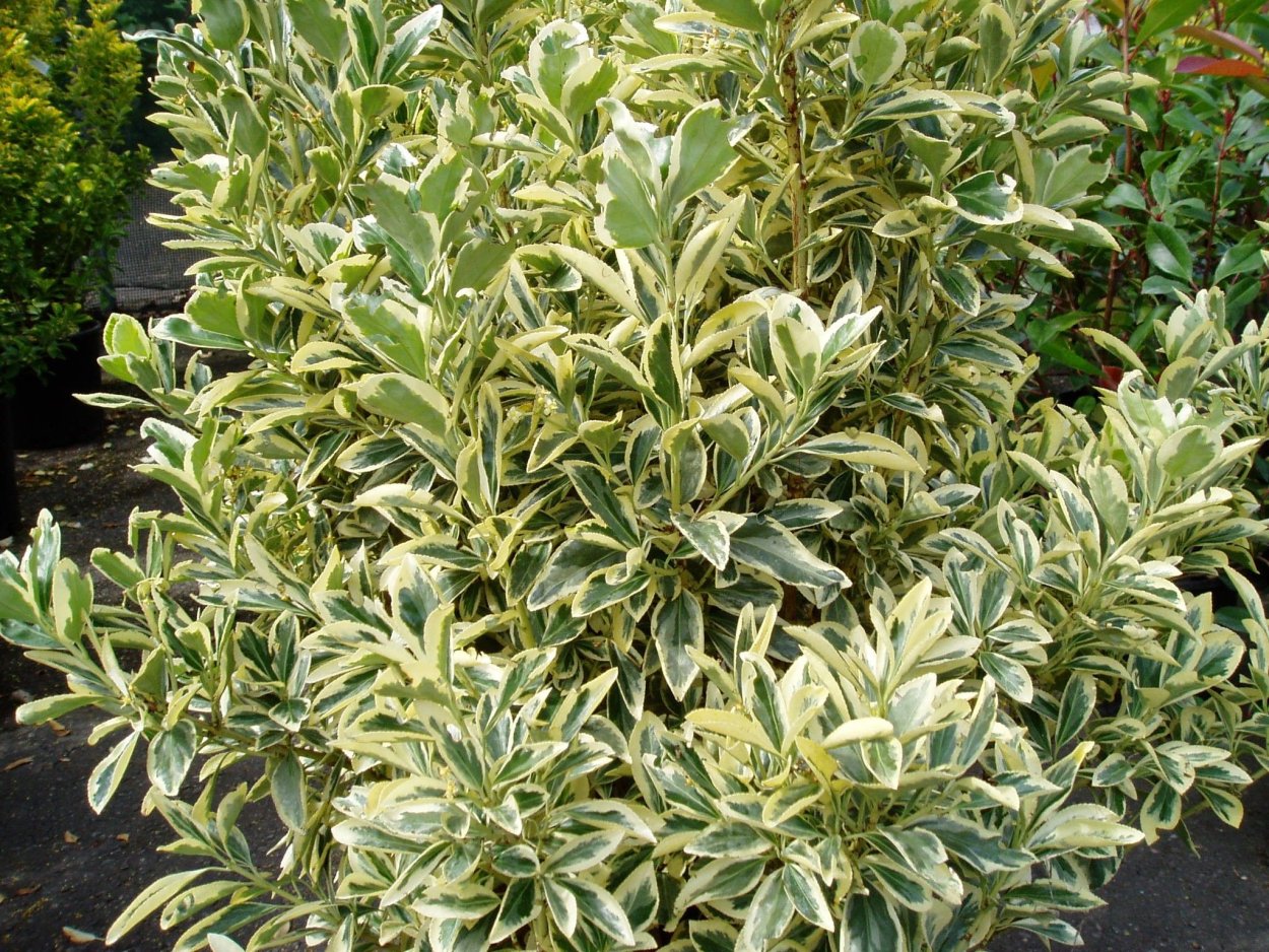 Euonymus japonicus