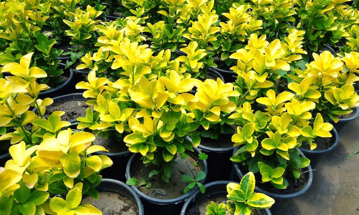 Бересклет Форчуна Вегетус