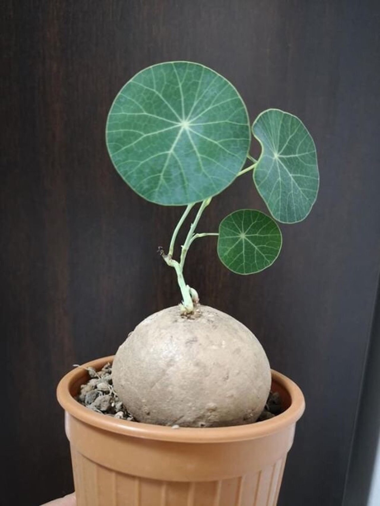 Stephania yunnanensis