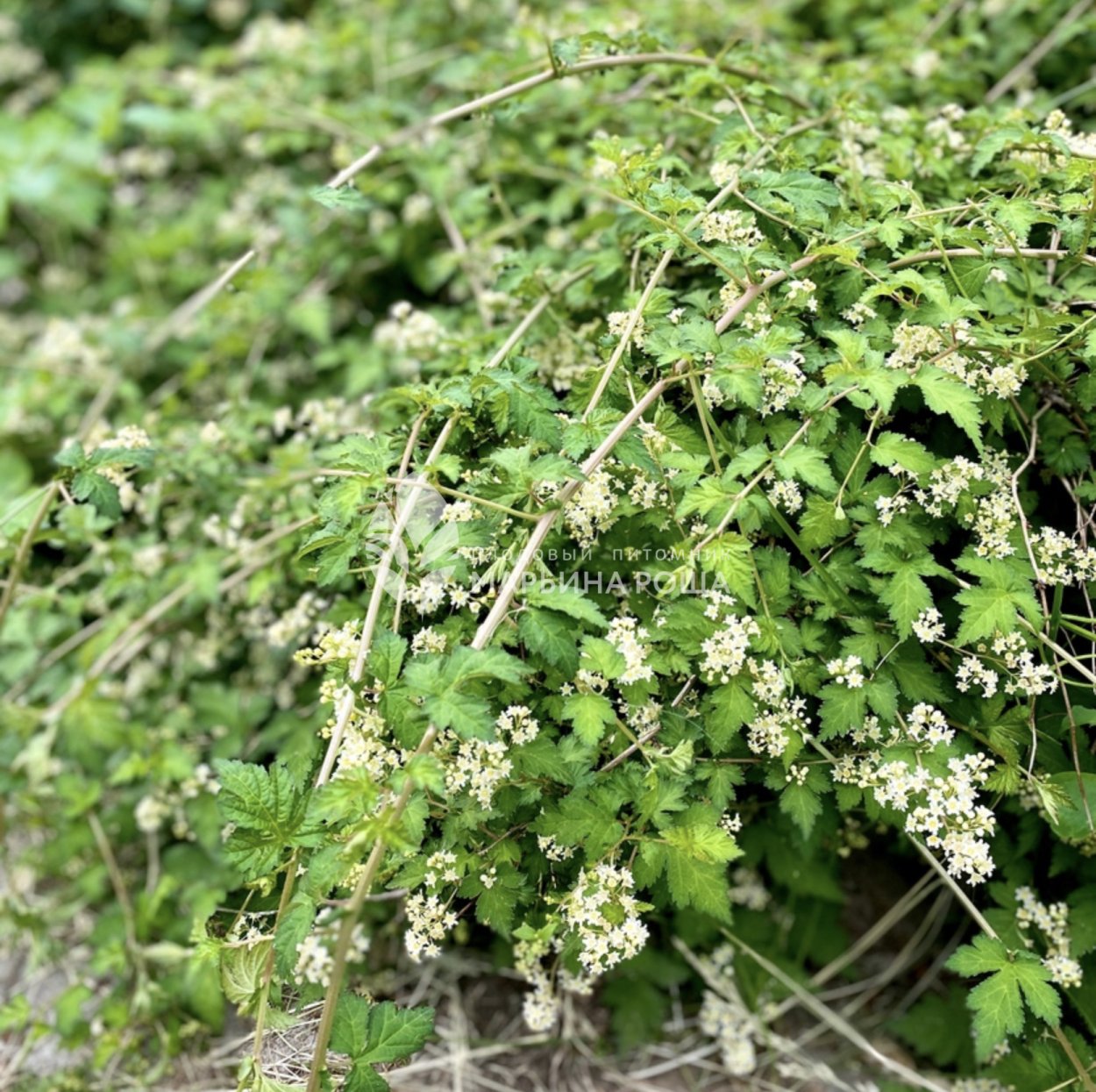 Стефанотис грандифлора