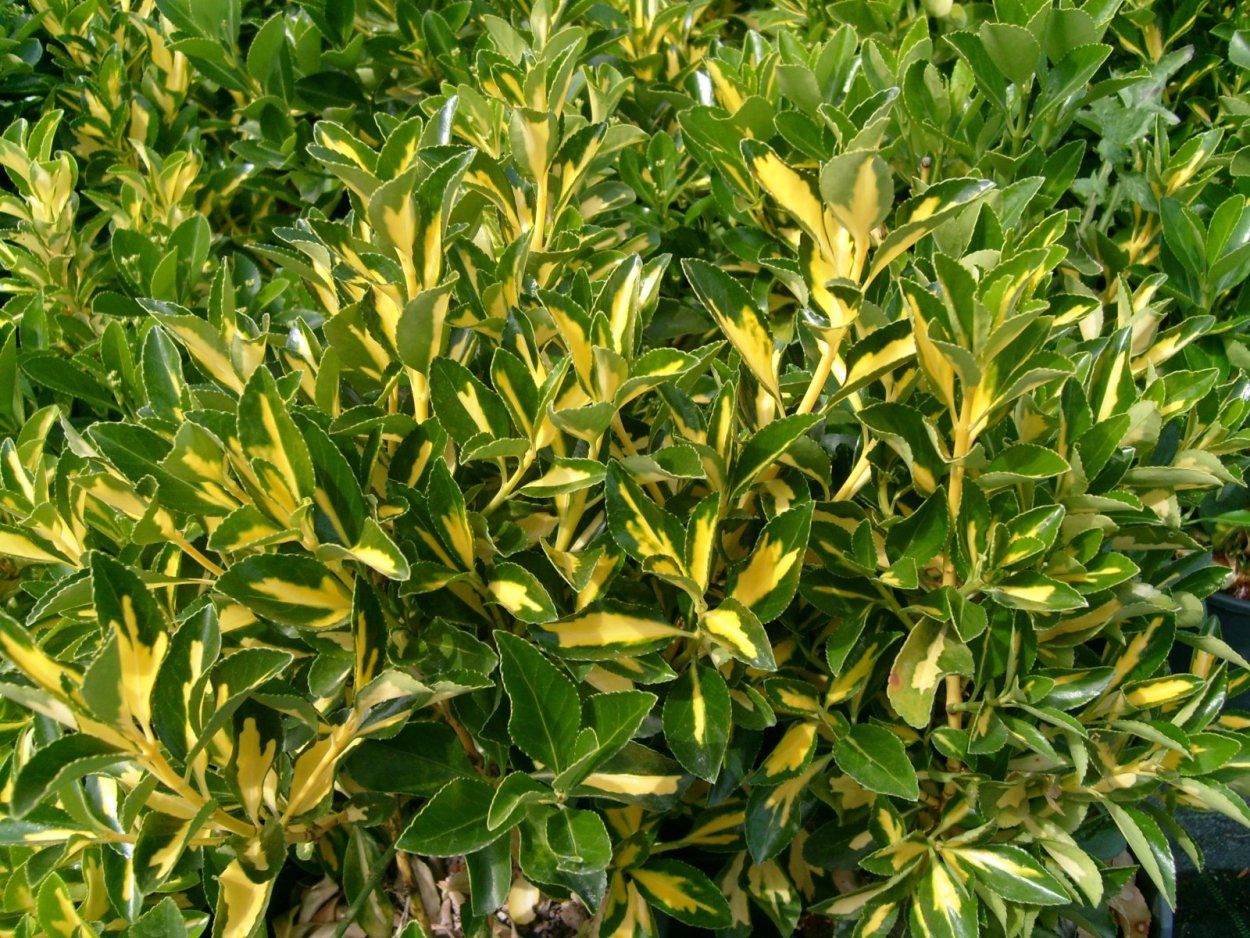 Бересклет Форчуна Эмеральд