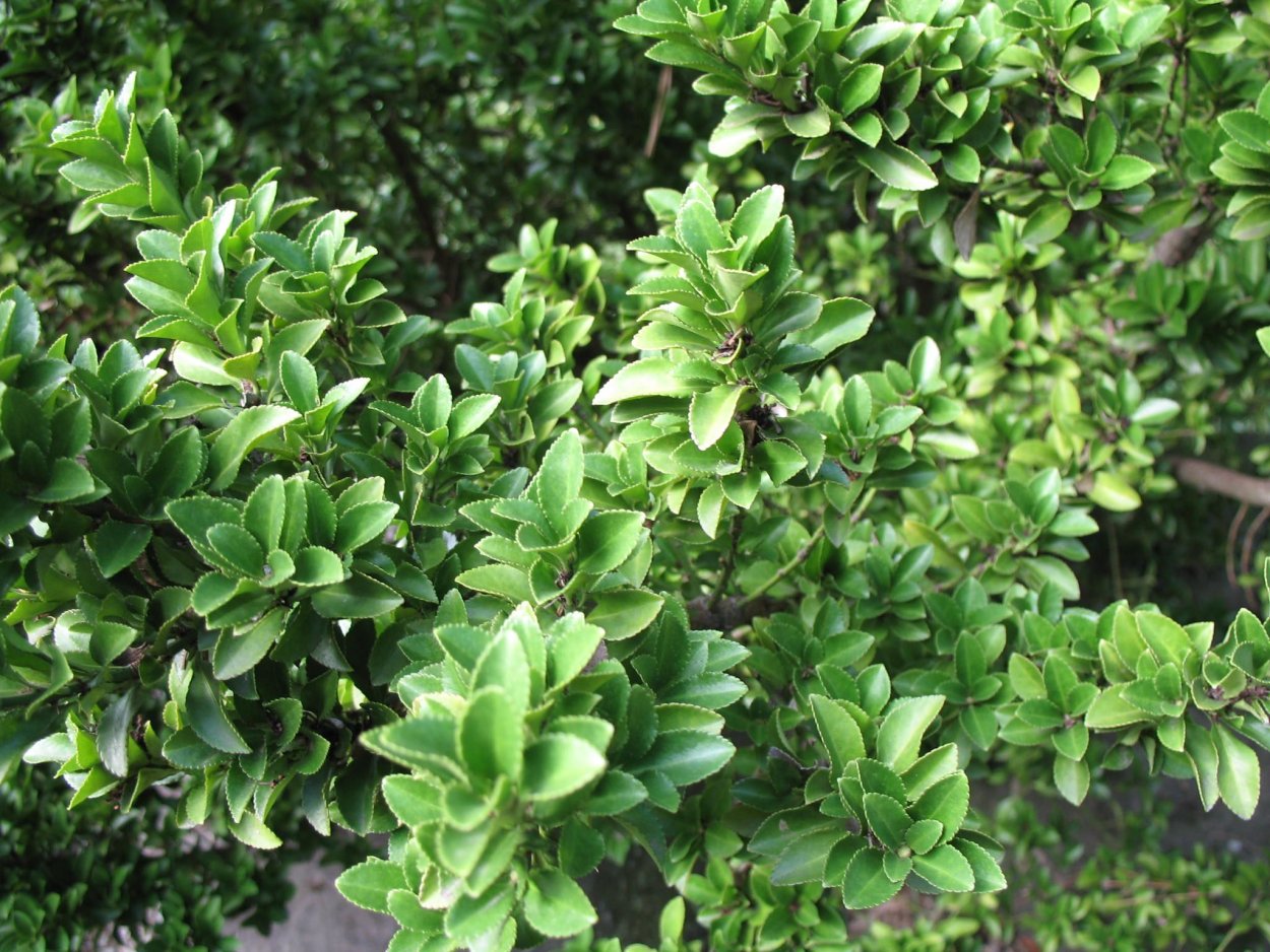 Бересклет японский экстаз