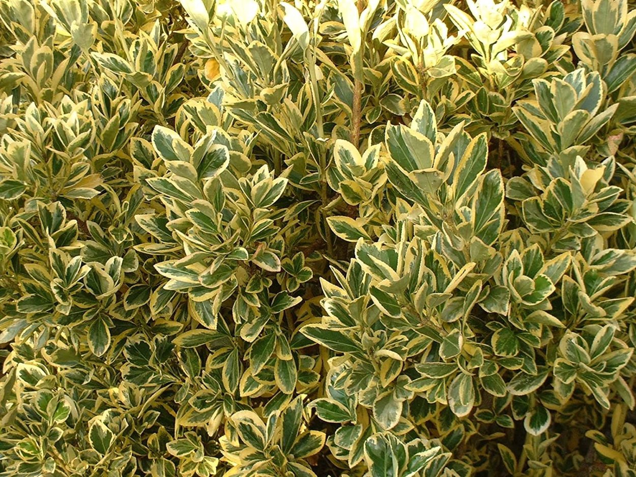 Бересклет Форчуна блонди