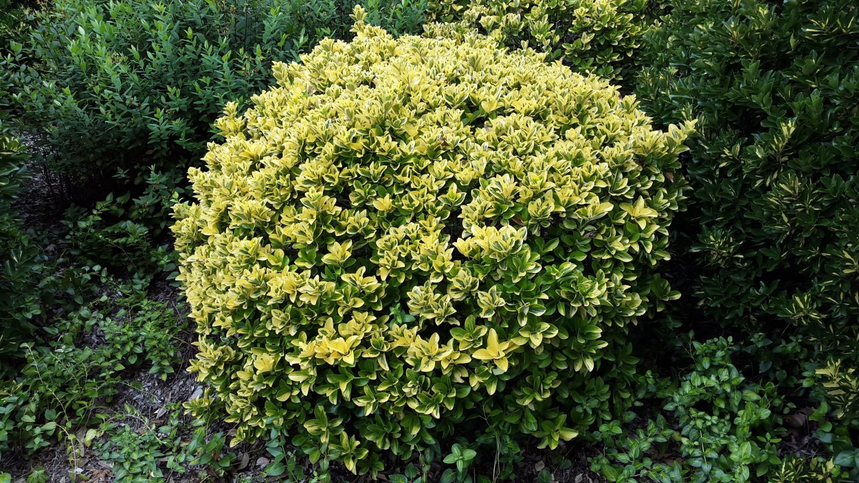 Бересклет (Euonymus Fort.) Goldy (Plantipp)