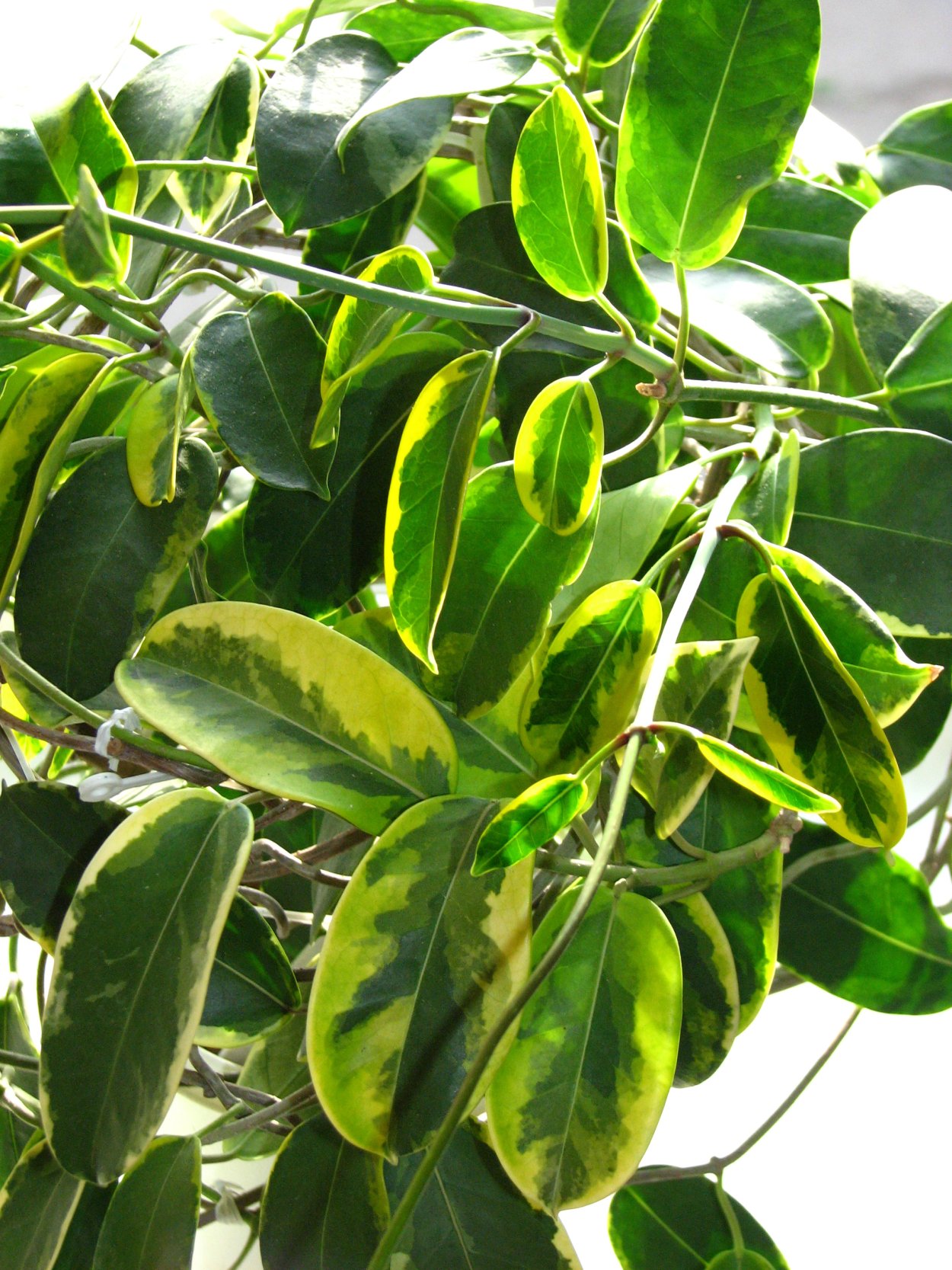 Жасмин цветы