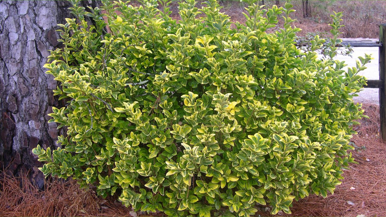 Бересклет Эонимус