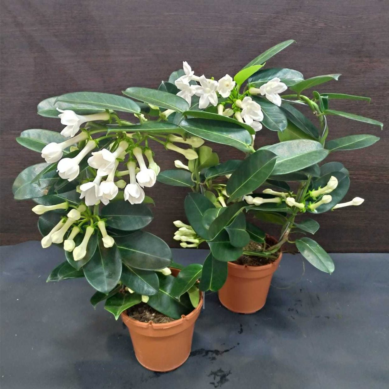 Детки Стефании растение