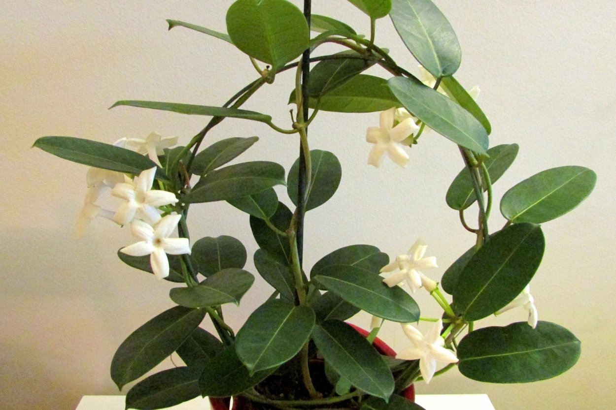 Стефания растение