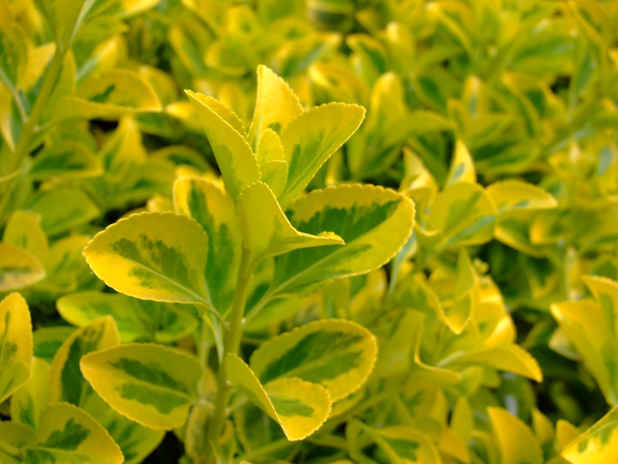 Бересклет изгородь