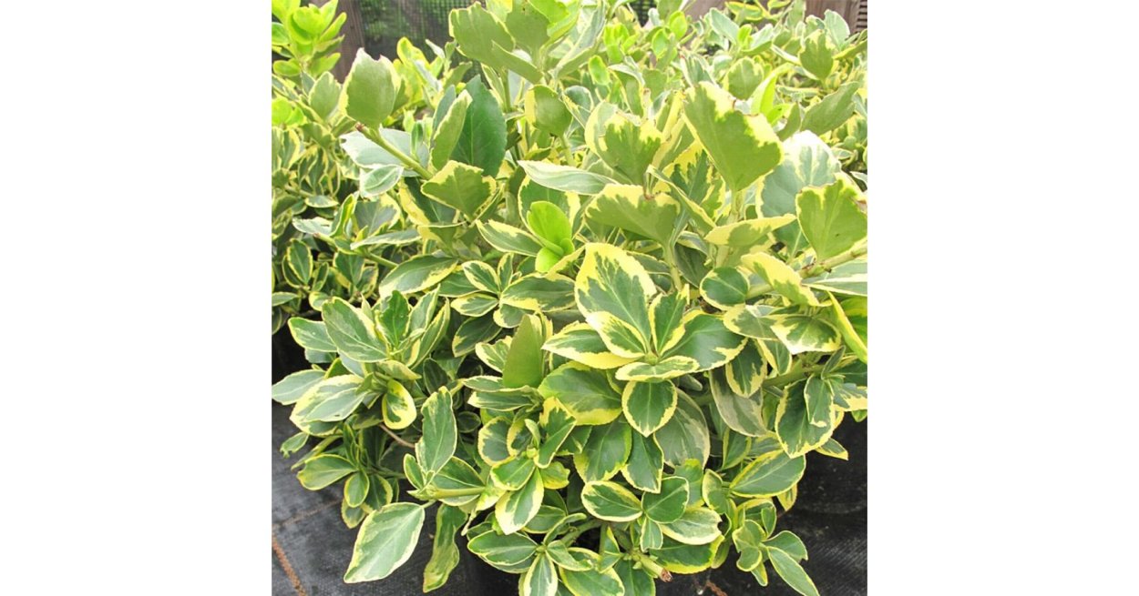 Бересклет Форчуна Canadale Gold