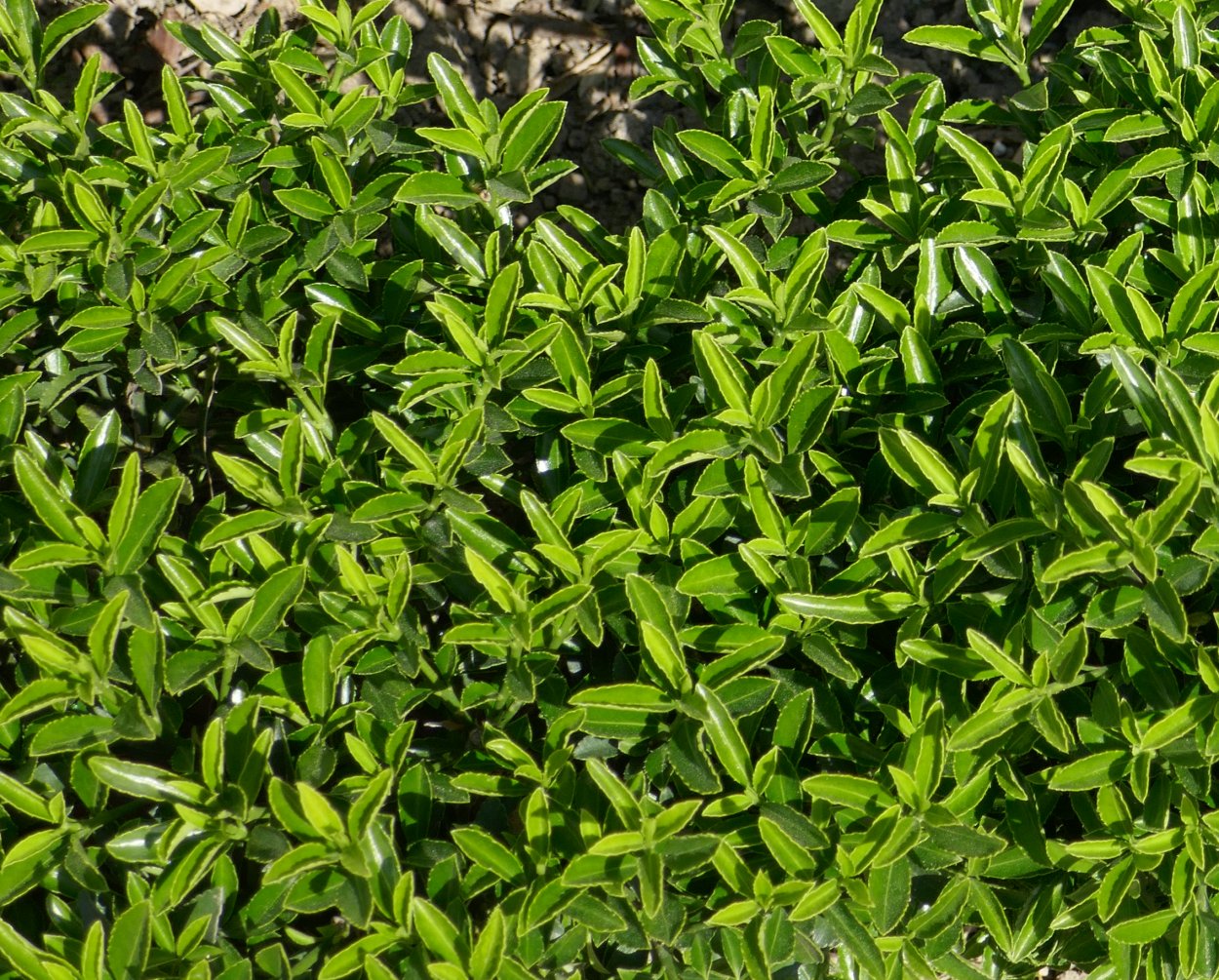 Бересклет Ауреомаргината