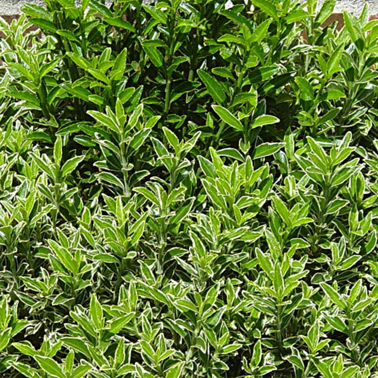 Бересклет Форчуна Интерболви