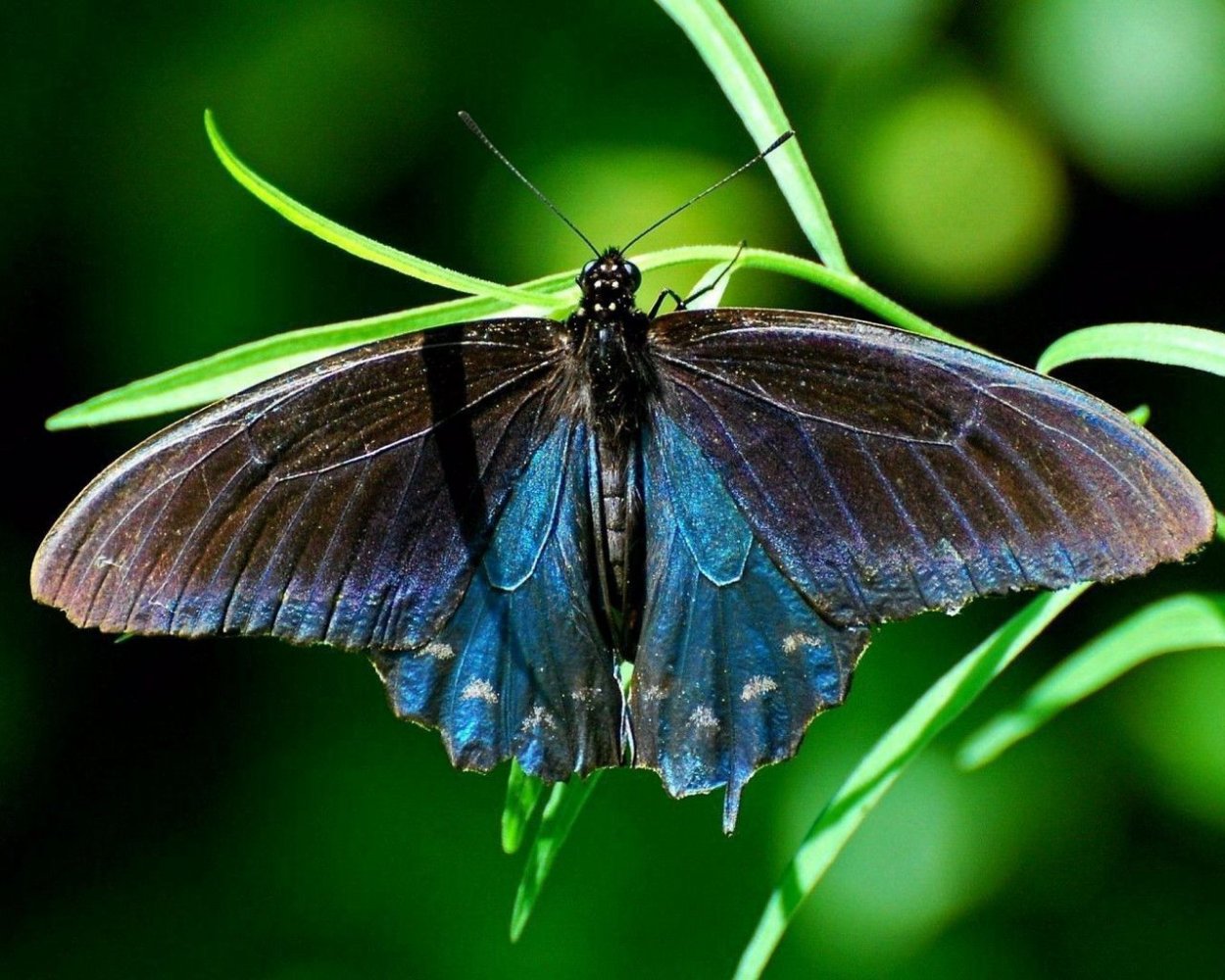 Бабочки в высоком разрешении