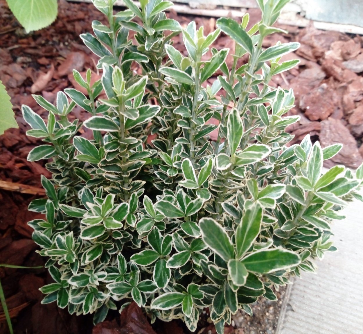 Бересклет Ауреомаргината