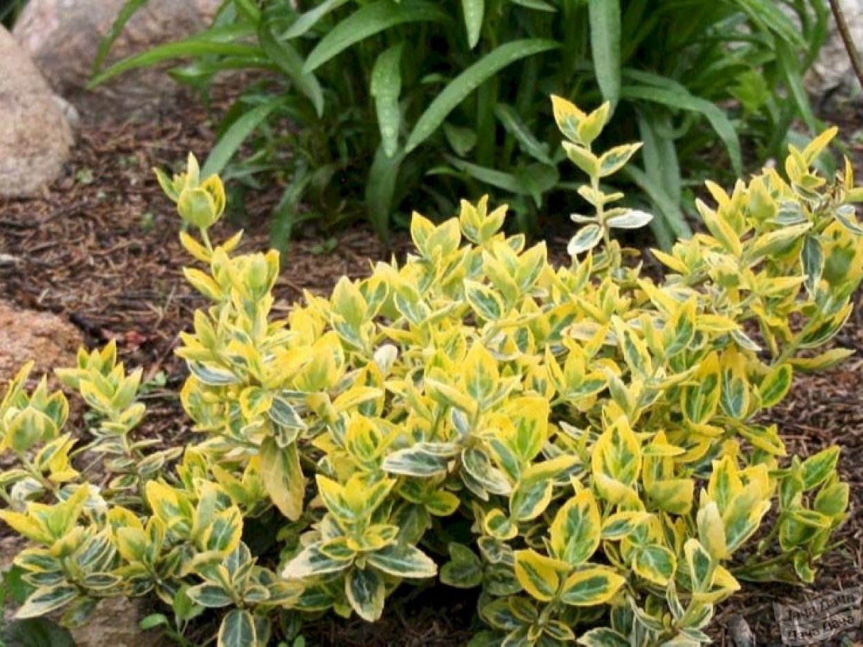 Бересклет Форчуна "Emerald GAIETY"/ Euonymus fortunei