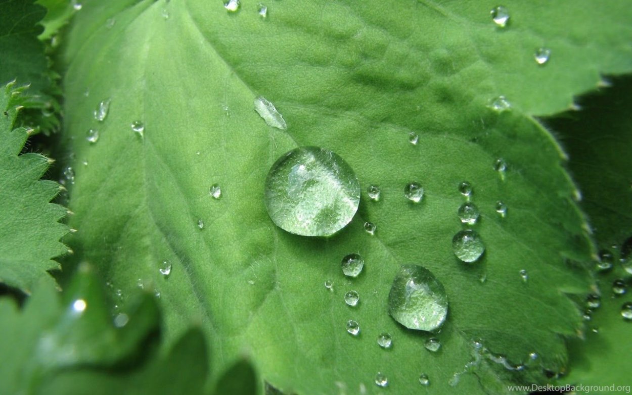 Лапчатка серебристолистная