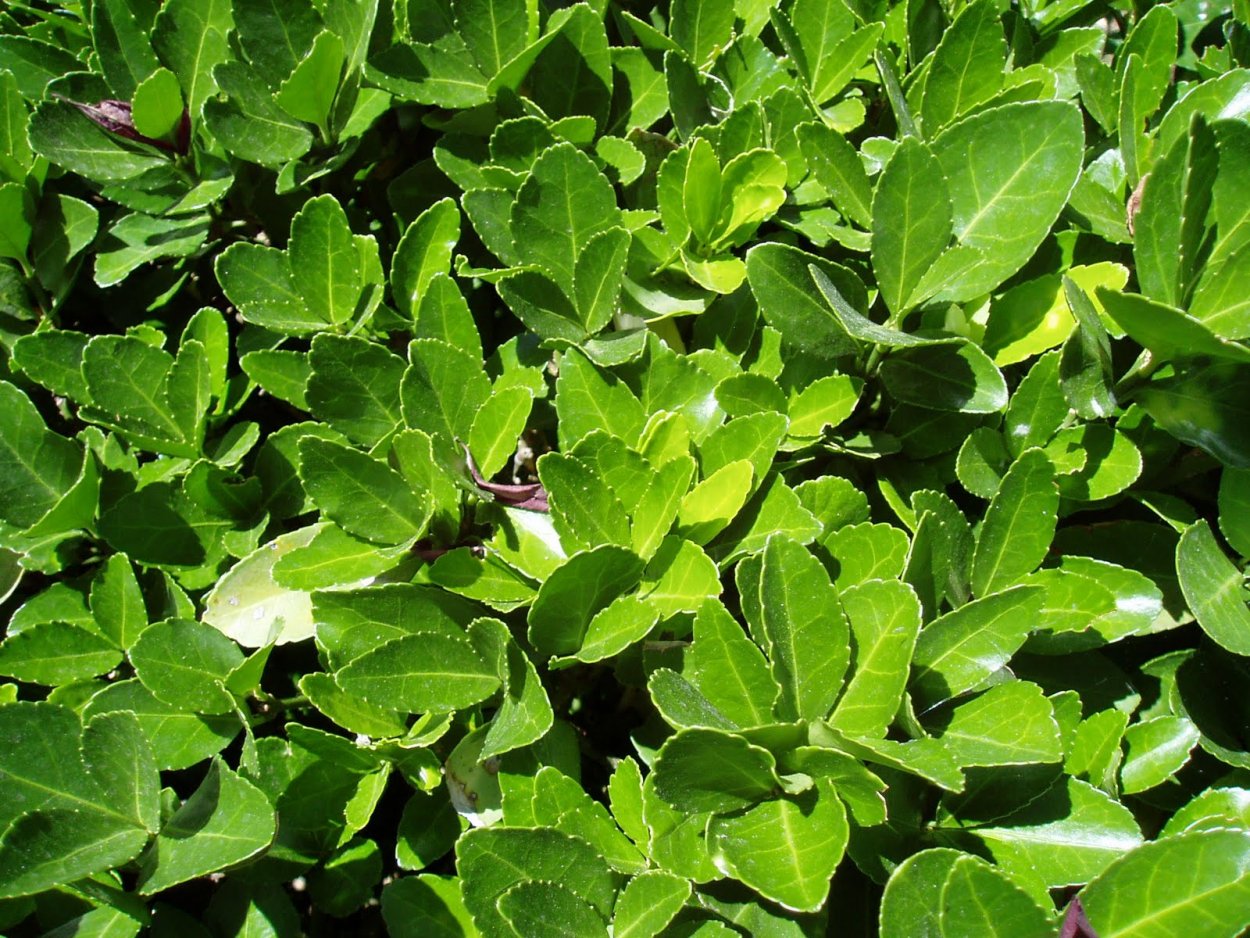 Бересклет Форчуна Эмеральд Гаити