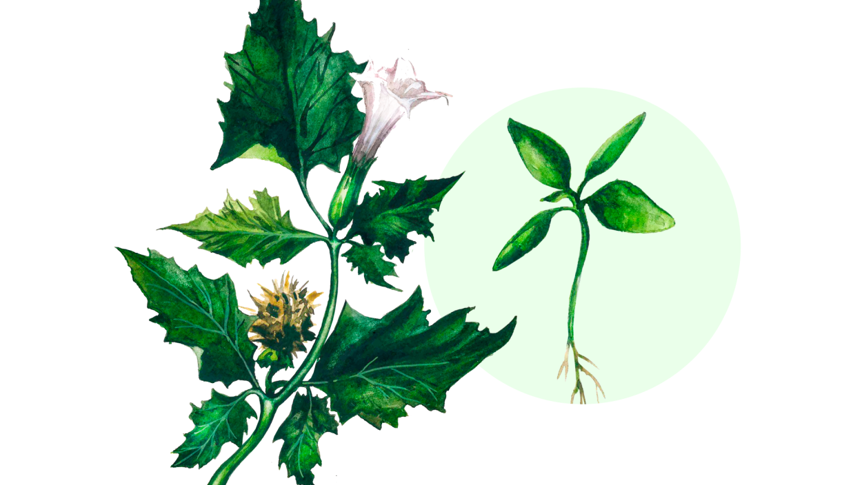 Цинерария Приморская серебряная пыль