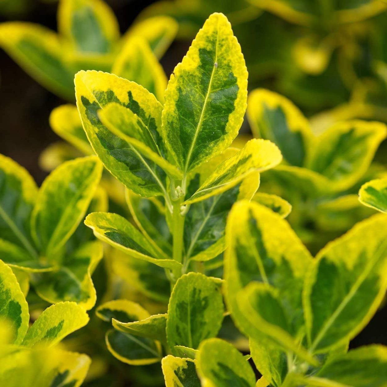 Бересклет японский Форчуна