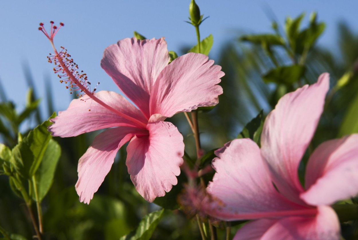 Индийские растения