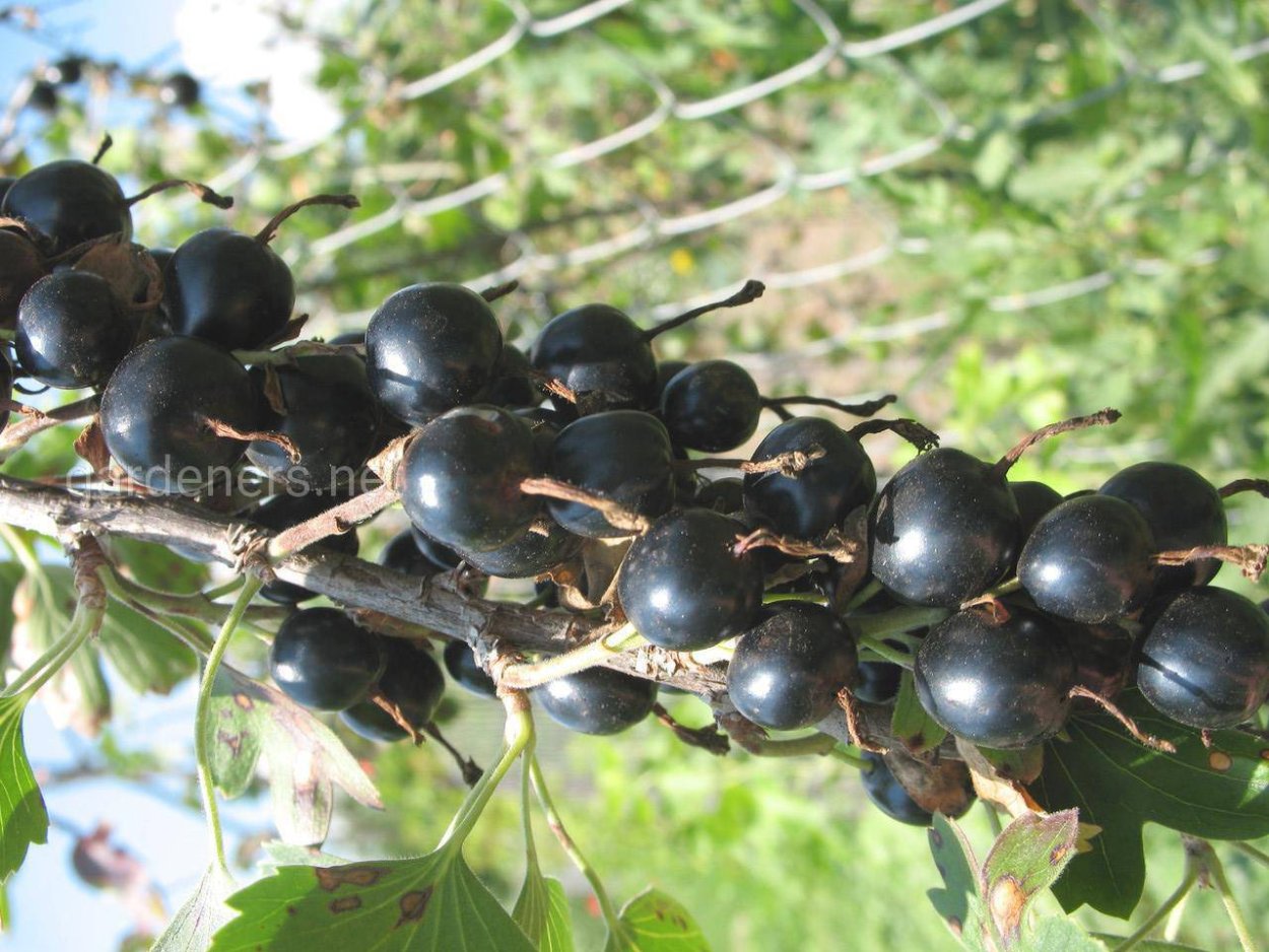 Трава Серебрянка