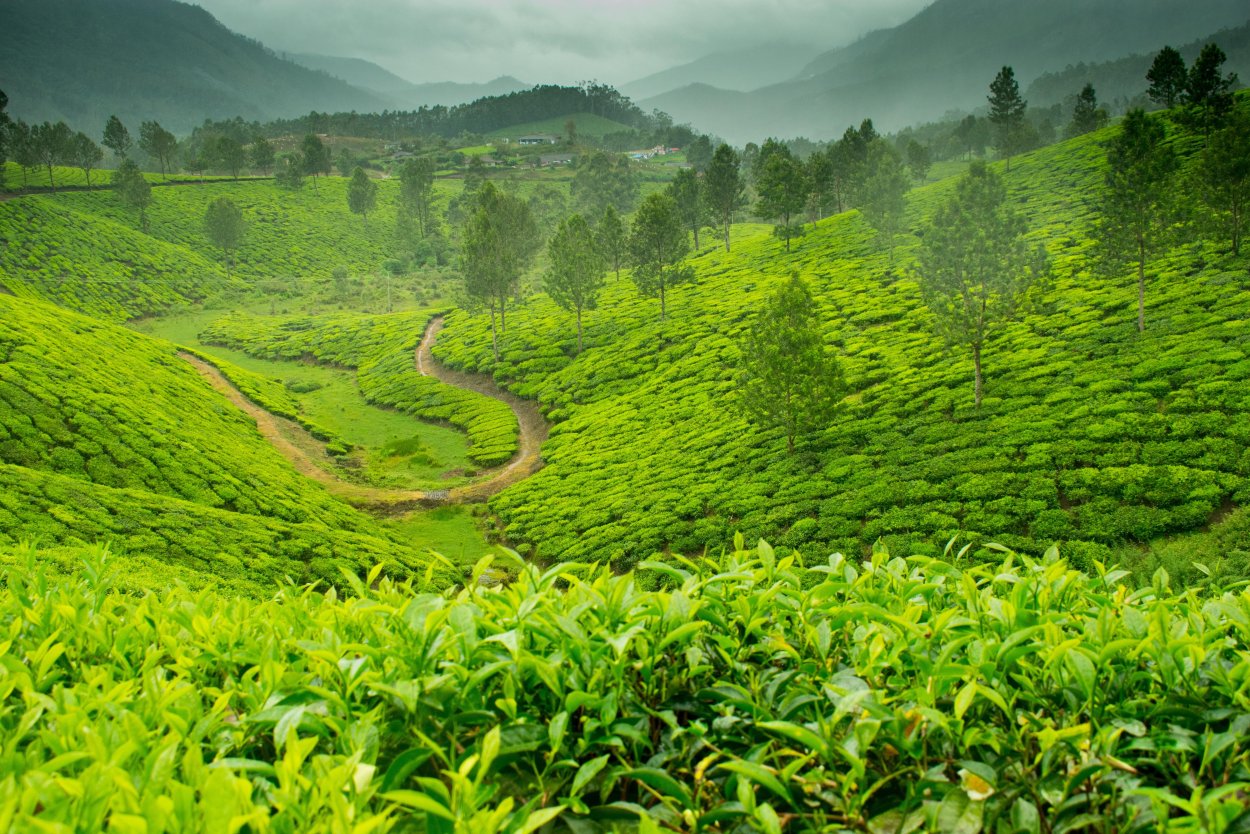 Индия чайные плантации Ассам