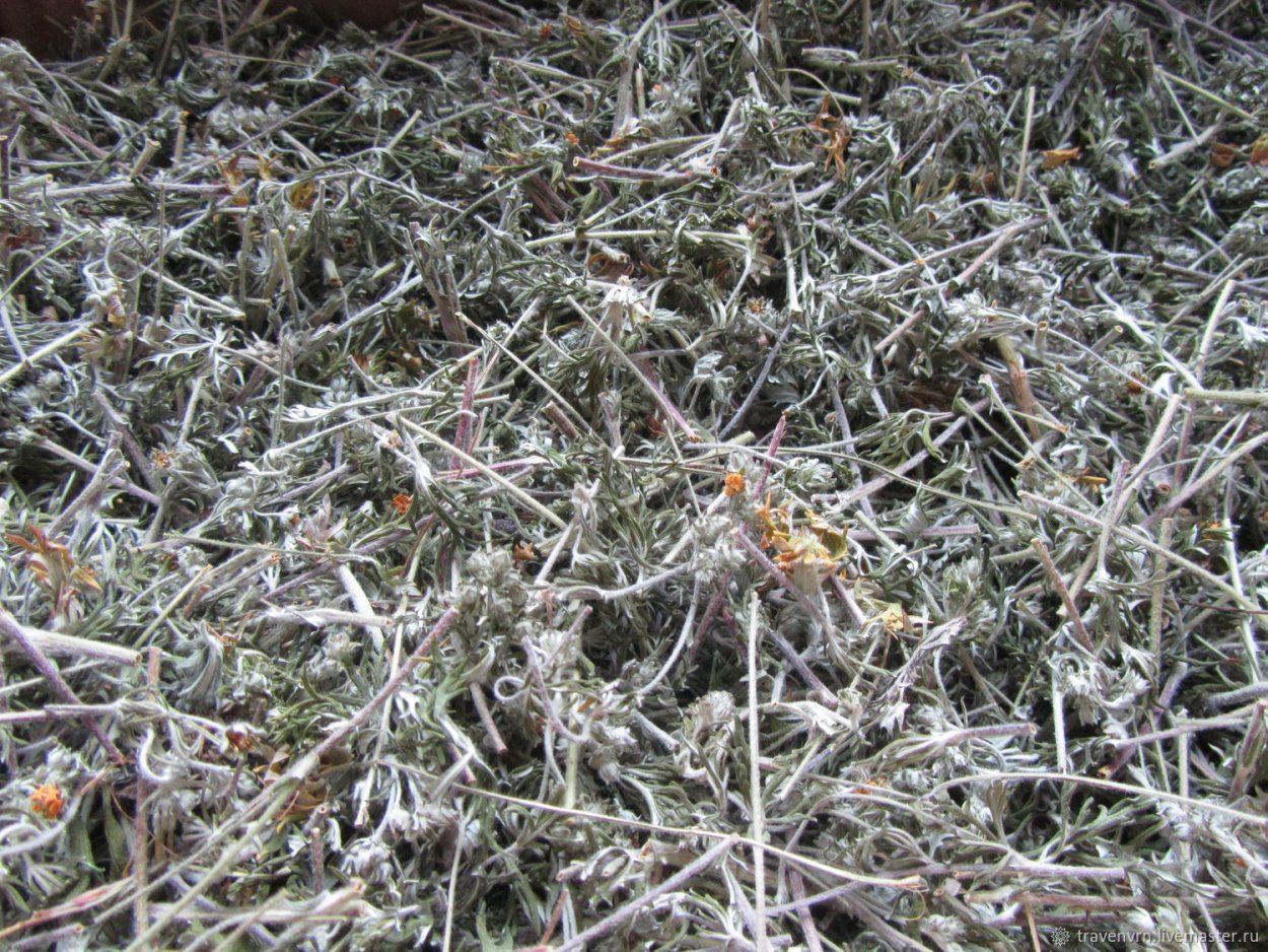 Цинерария Приморская (Senecio cineraria)