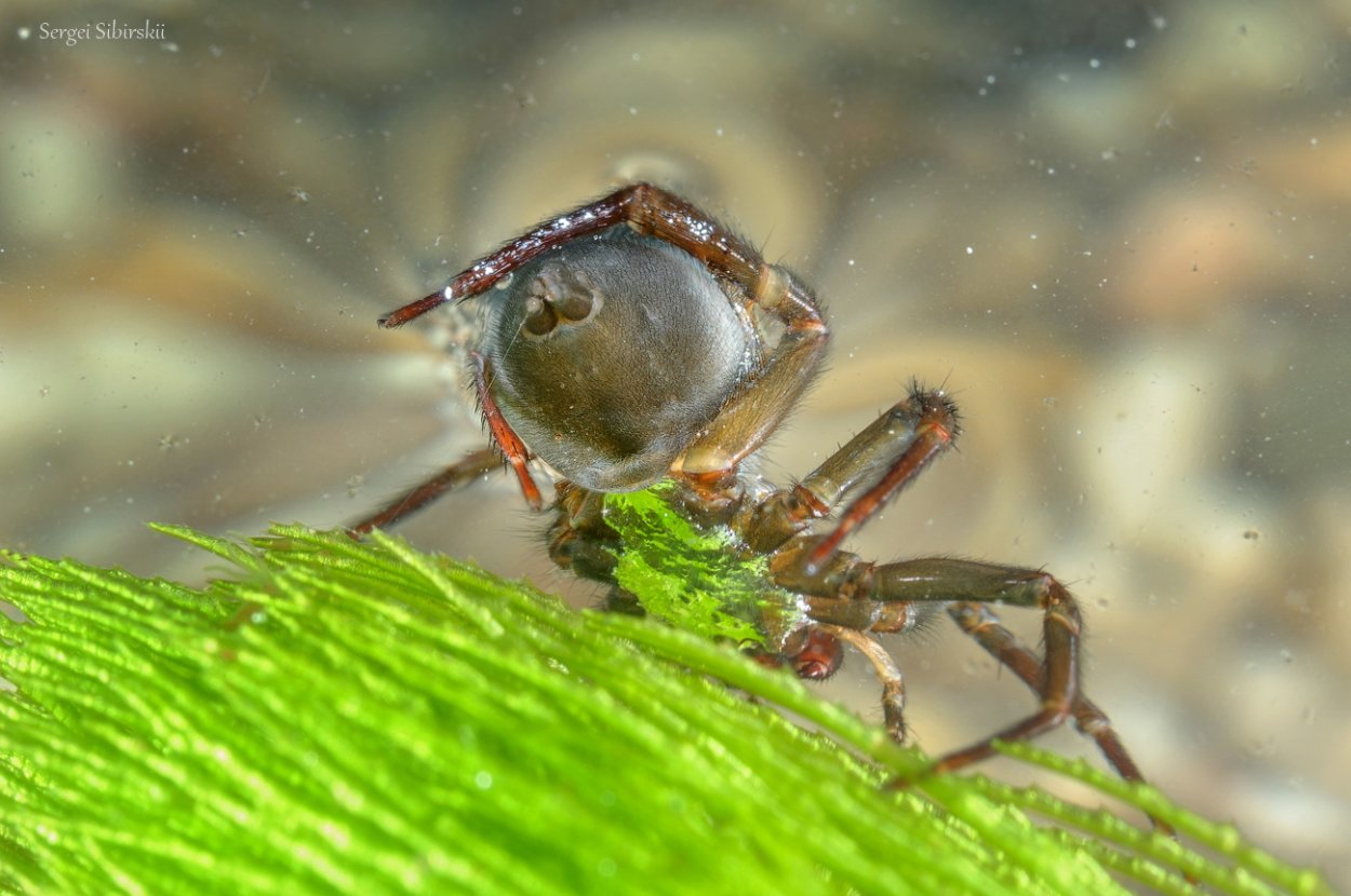 Stegodyphus mimosarum
