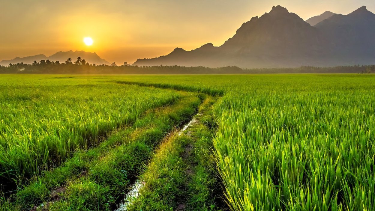 Рисовые поля в Крыму
