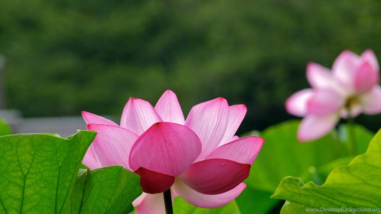 Озеро лотосов Магистр