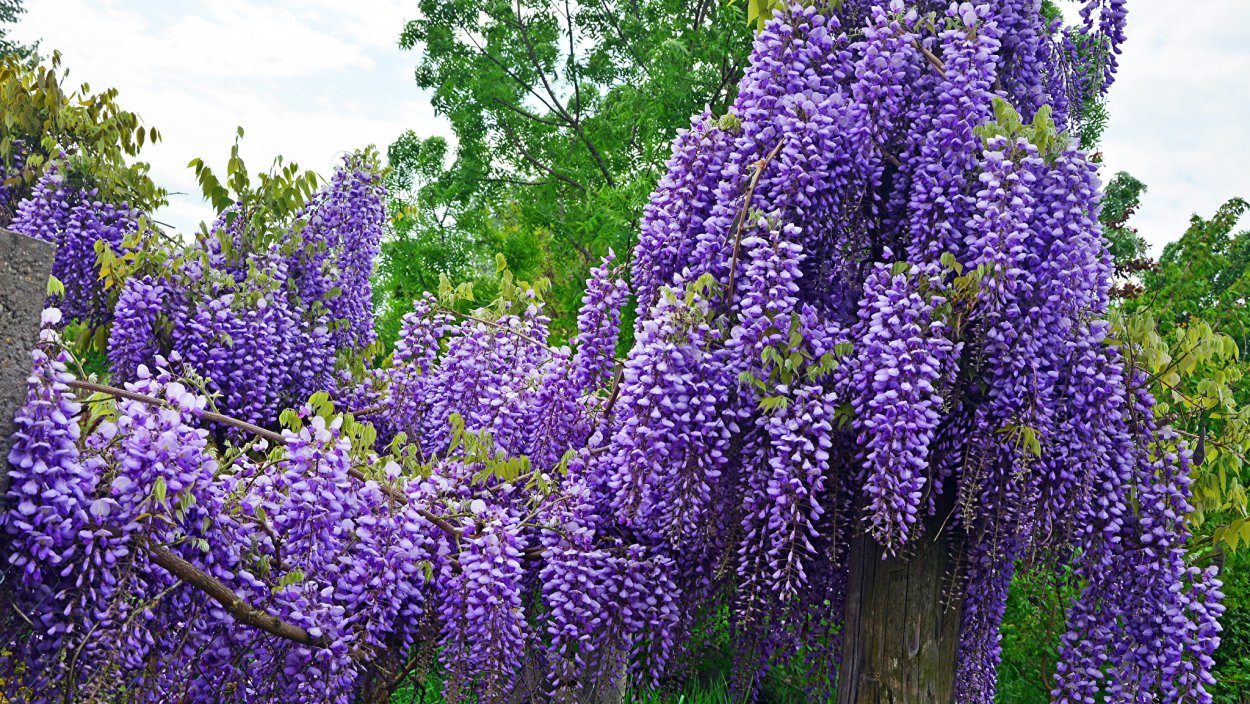 Кустарниковая Глициния (Wisteria frutescens)