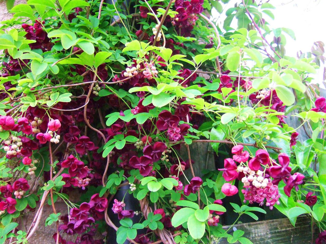 Акебия пятерная