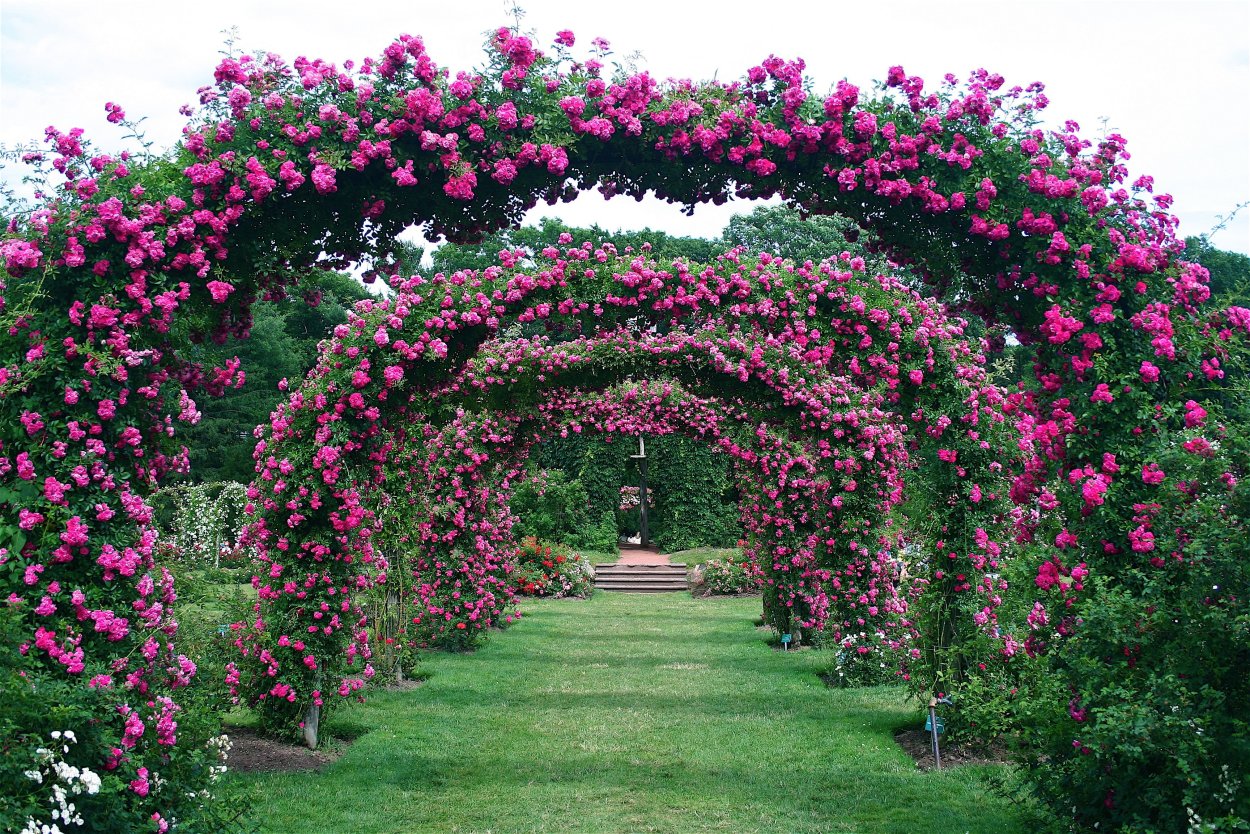 Роуз Гарден плетистая