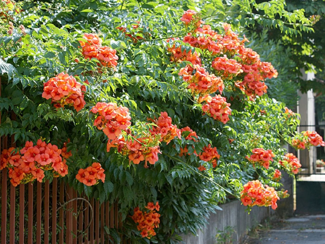 Campsis radicans (кампсис)