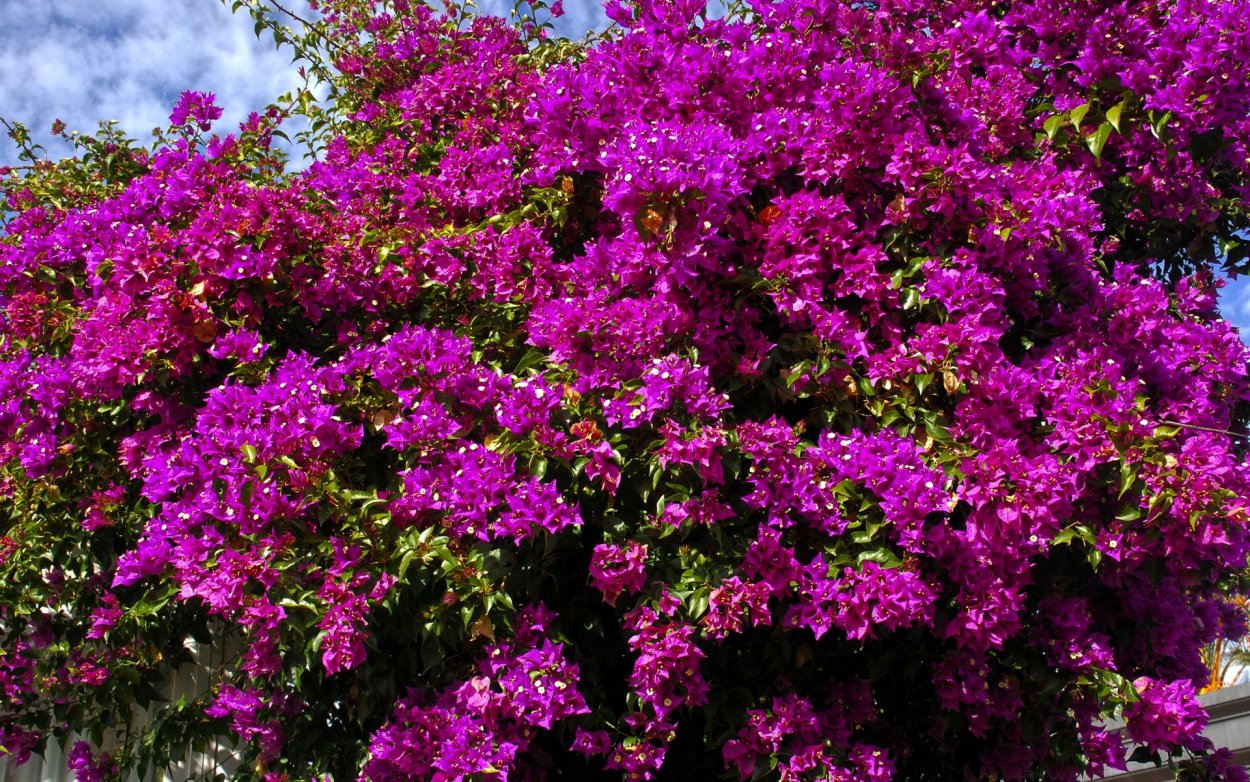 Лиана бугенвиллия