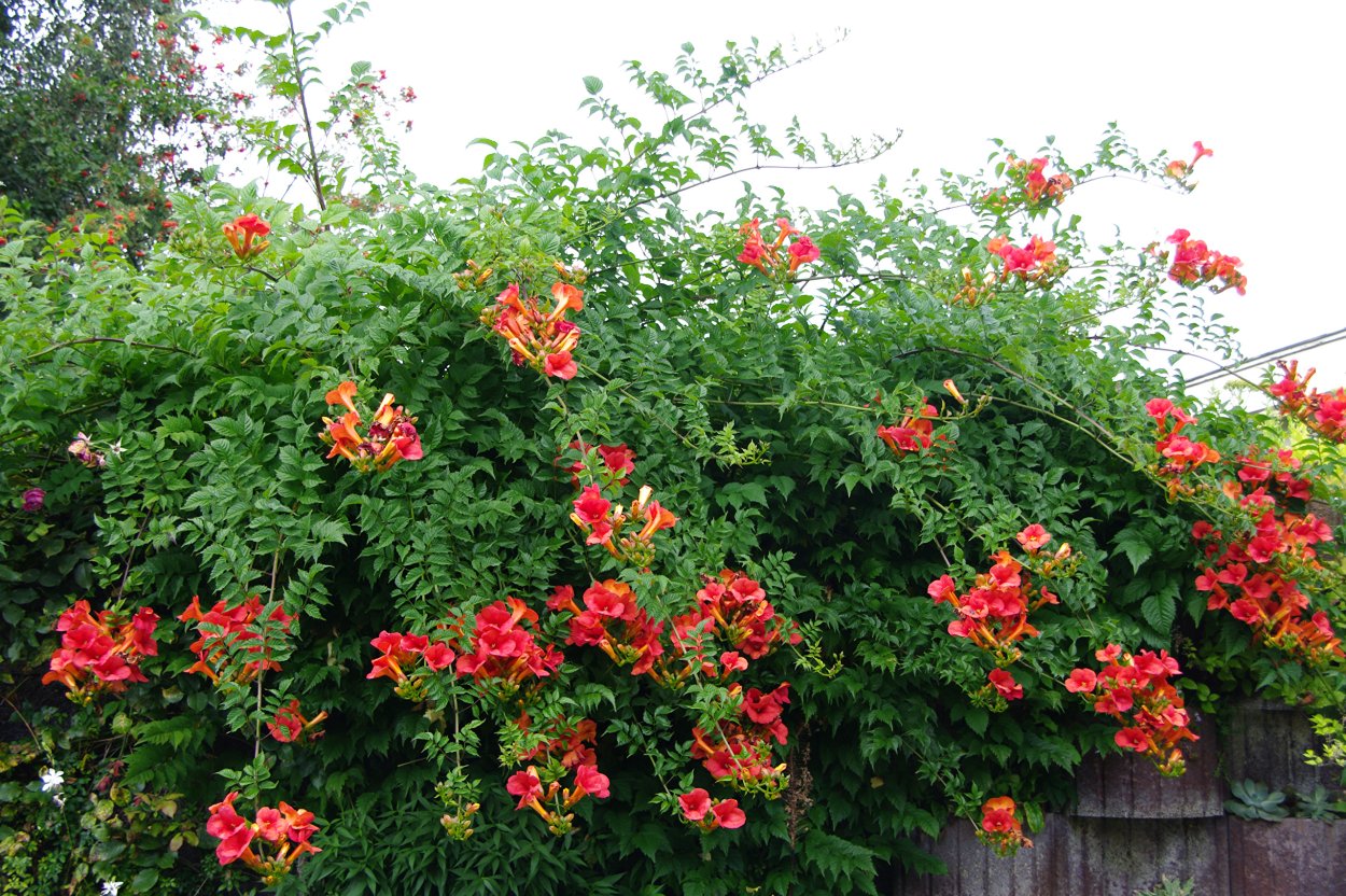 Campsis radicans (кампсис)