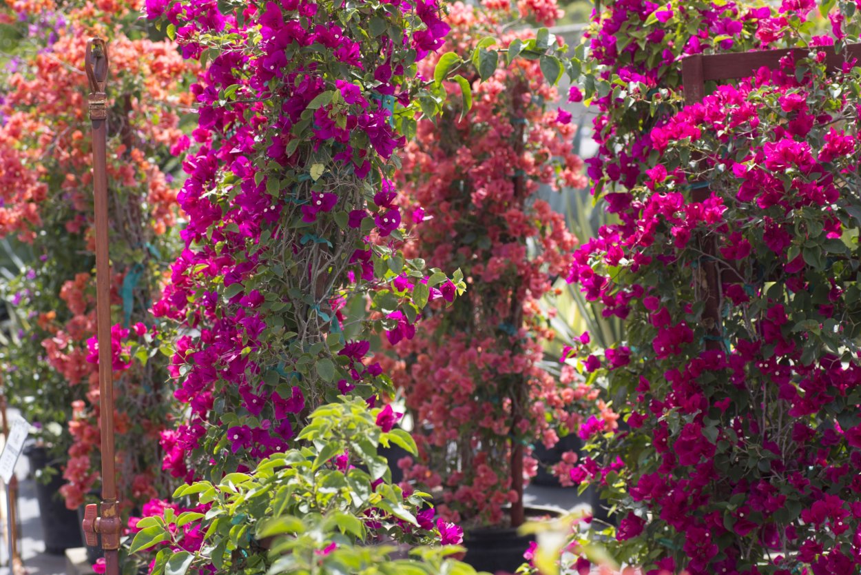 Бугенвиллия Лиана уличная