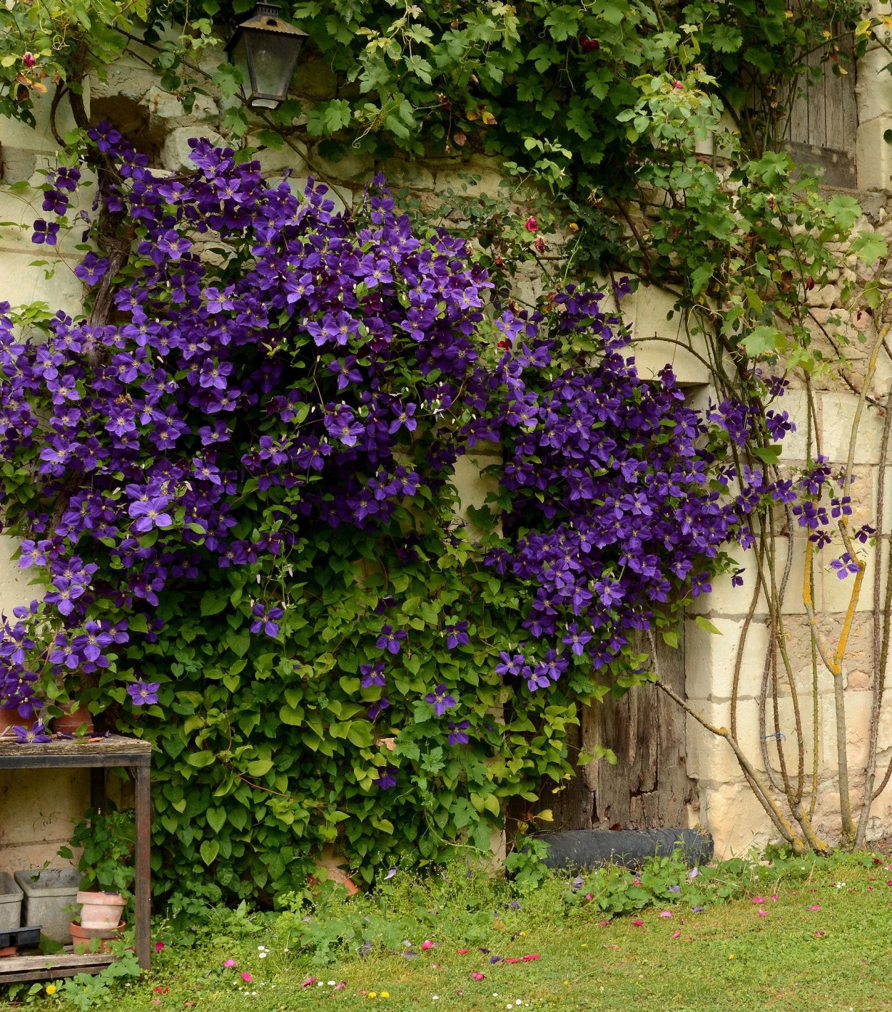 Клематис Лиана