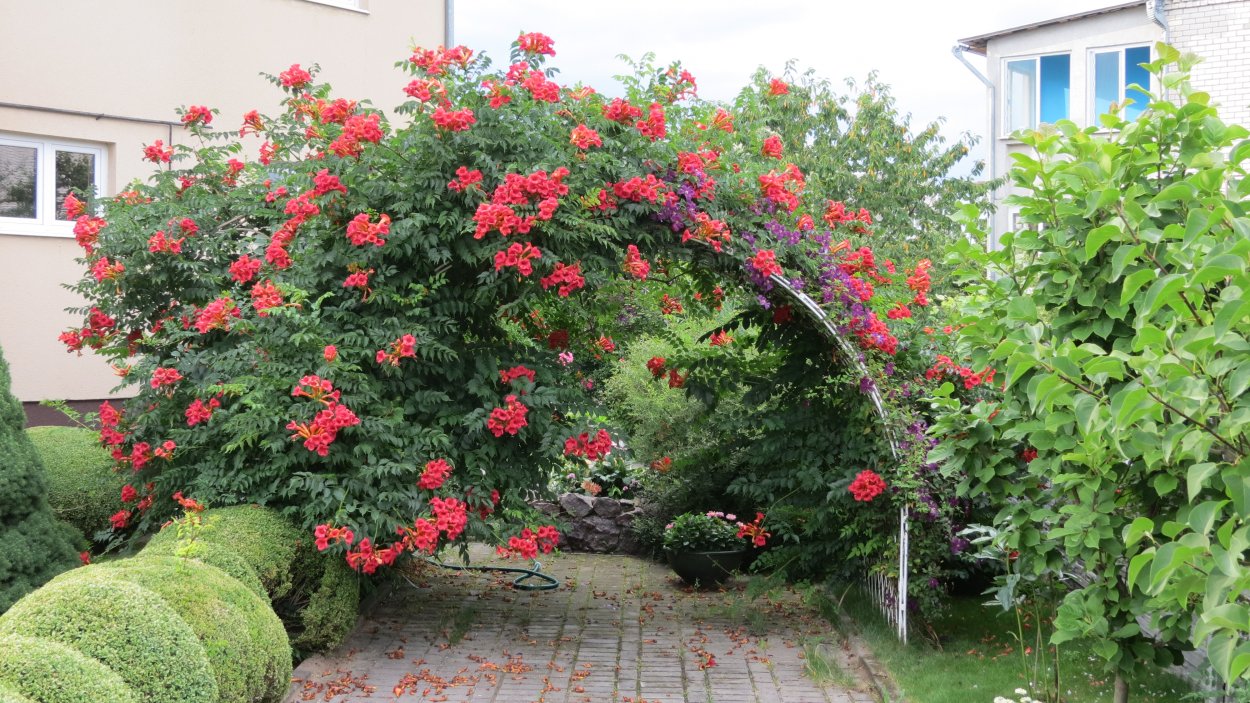 Кампсис гибридный