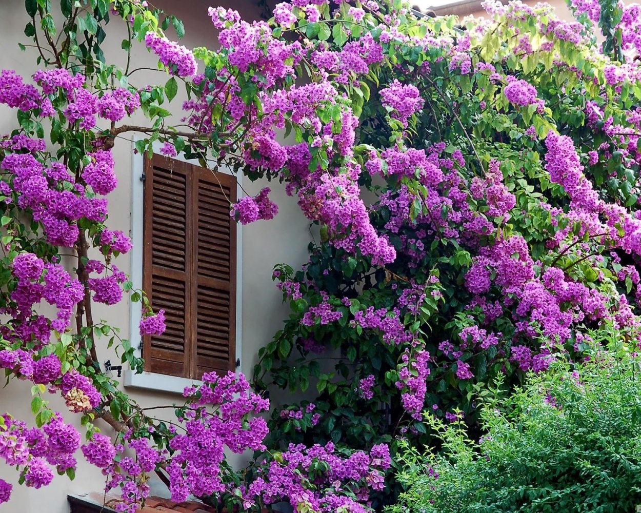 Глициния бугенвиллия