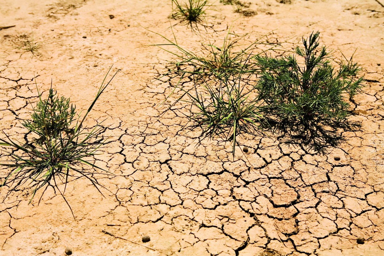 Цветок на потрескавшейся земле