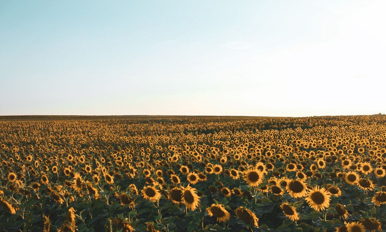 Подсолнухи в руках Эстетика
