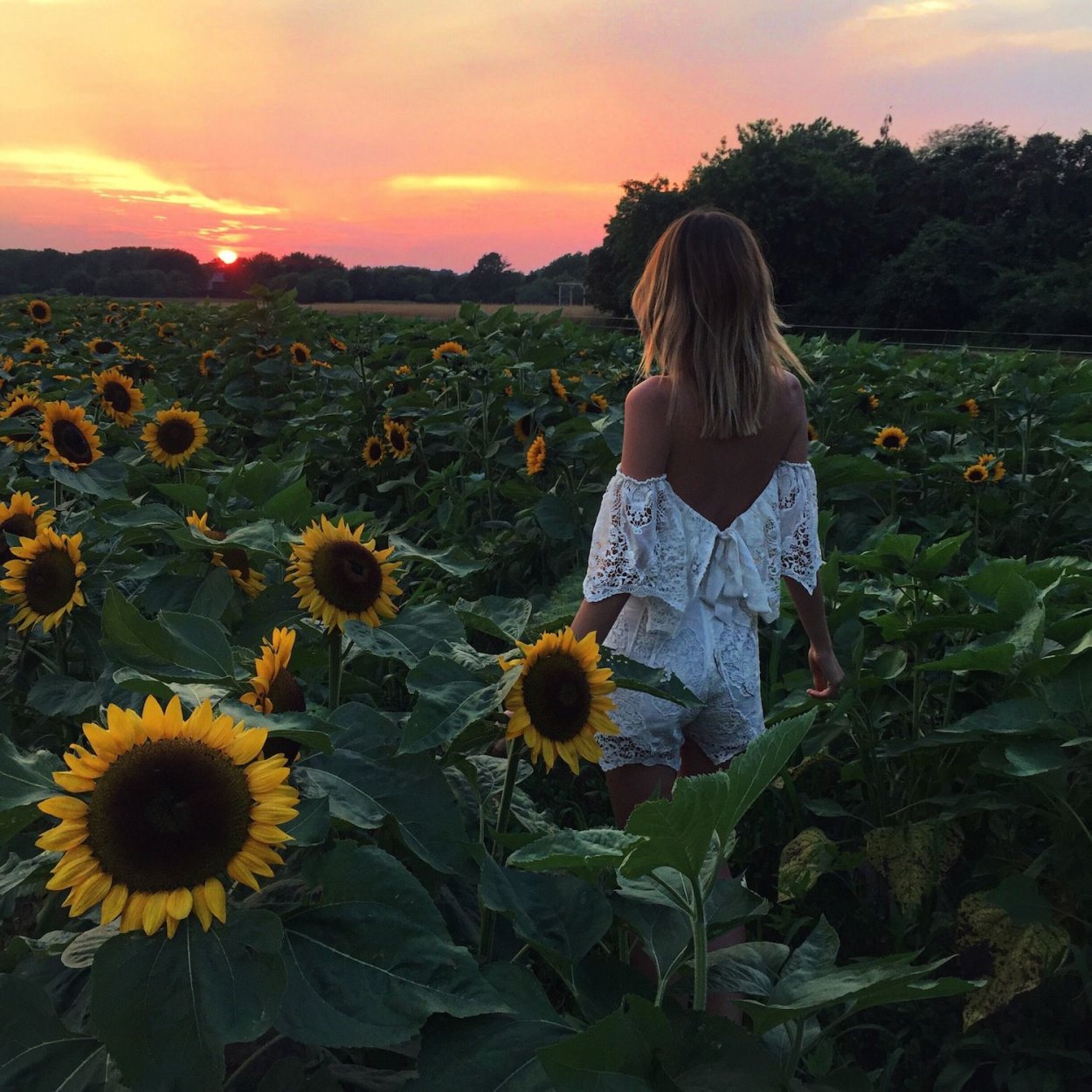 Букет подсолнухов в поле