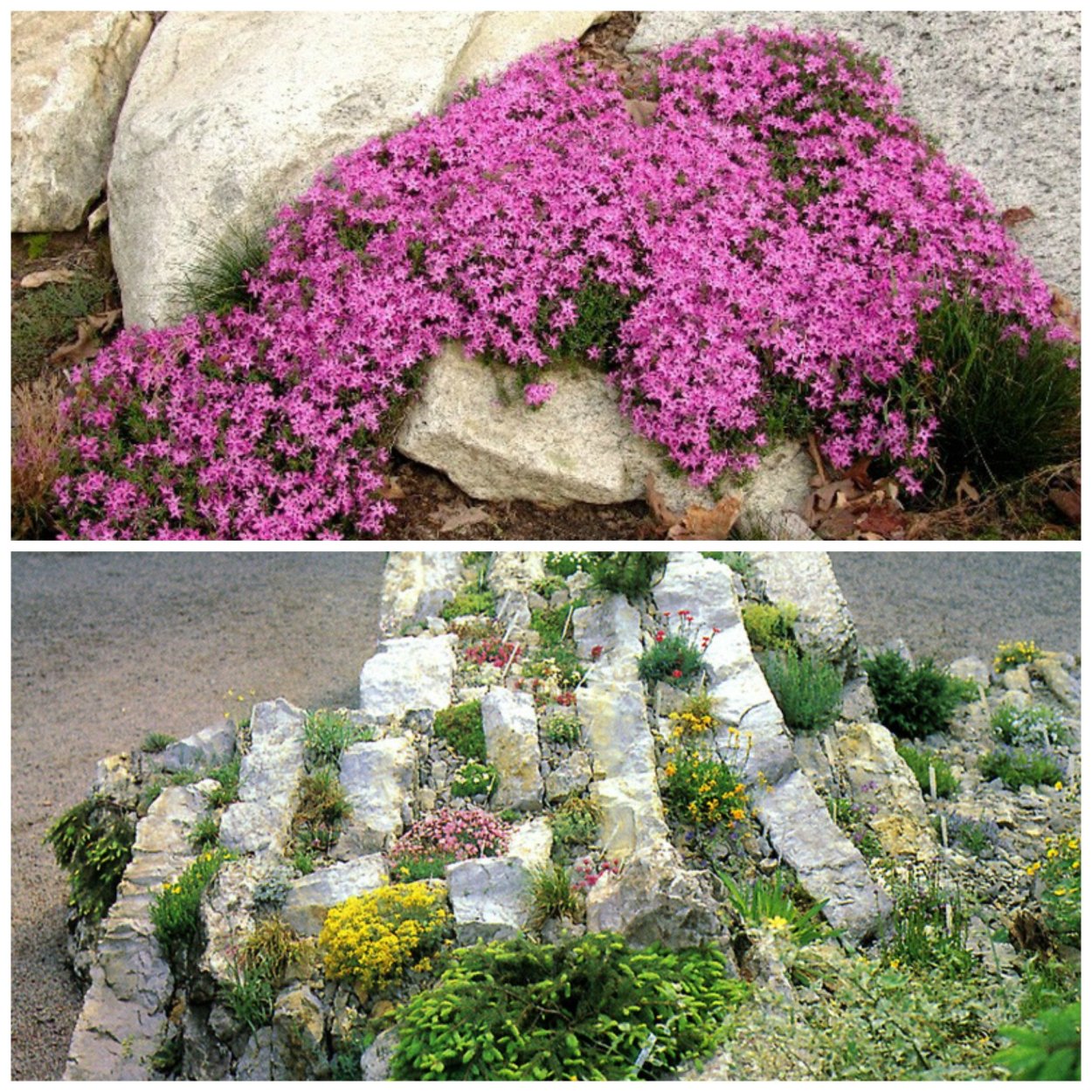 Почвопокровника Арабис кавказский