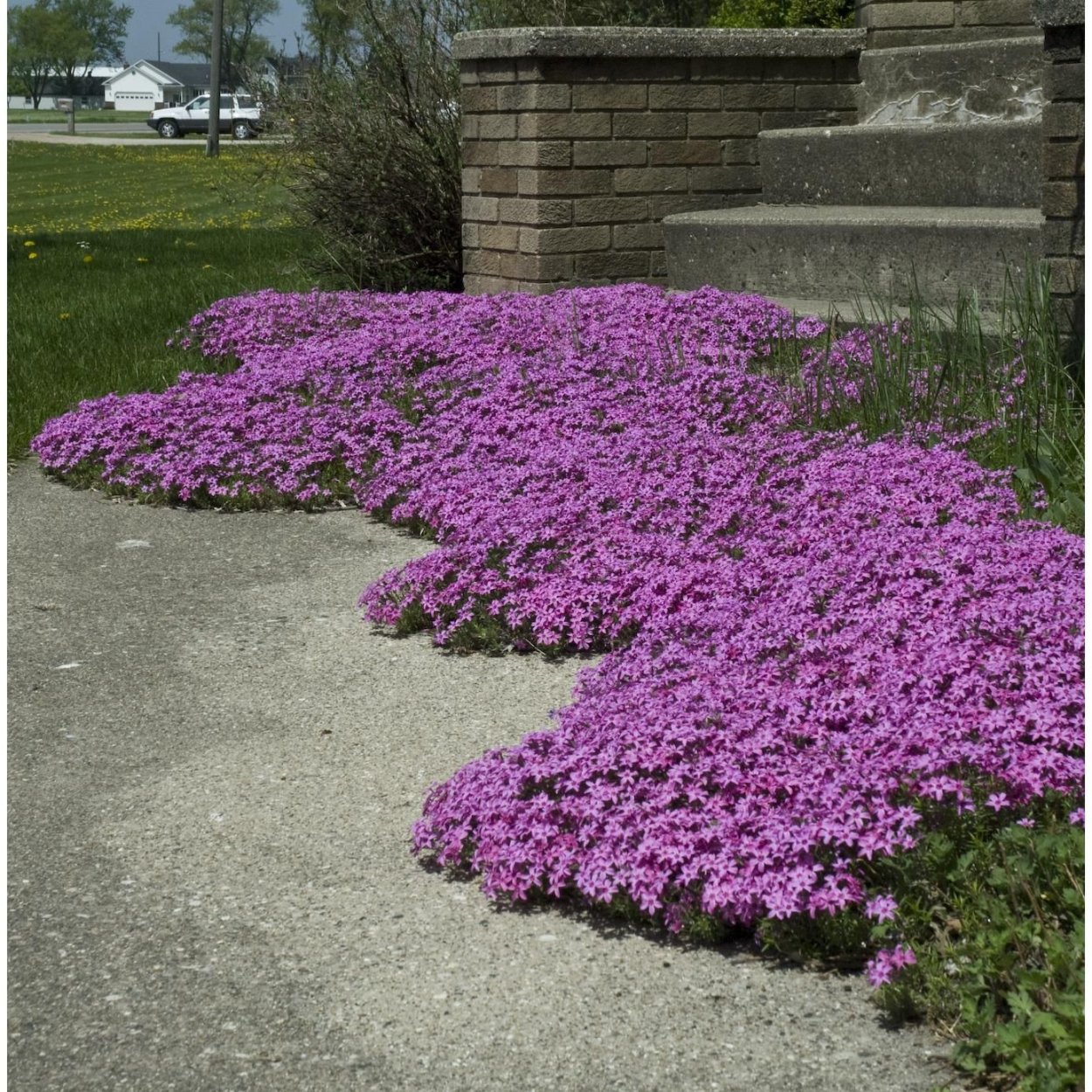 Флокс шиловидный почвопокровный