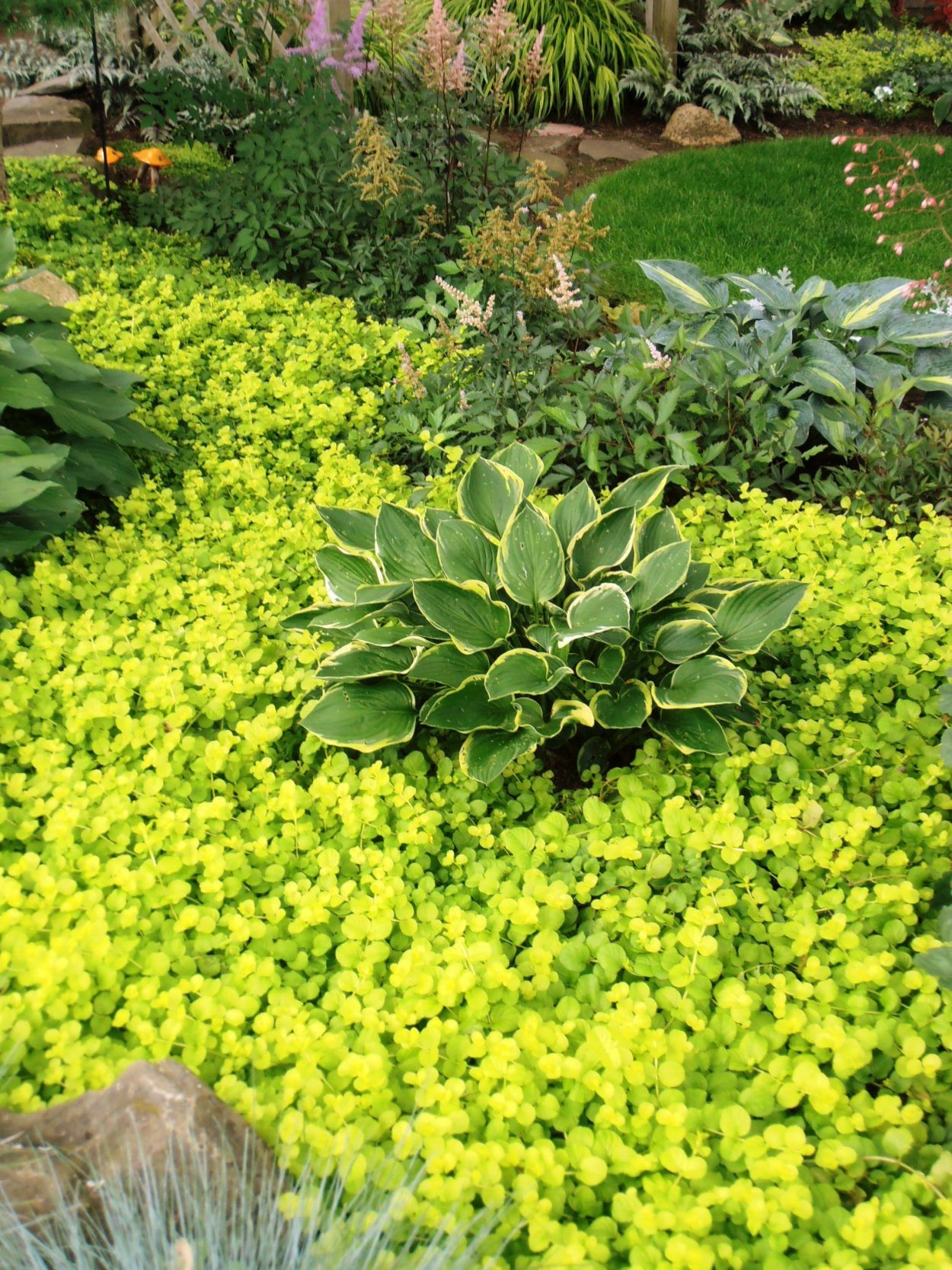 Sedum Sunsparkler Lime Zinger